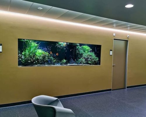 אקווריום בקיר