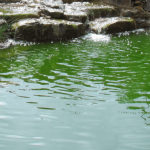 מערכת UV לבעיית מים עכורים בצבע ירוק בבבריכת הנוי