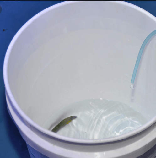 אקלום בשיטת הטיפטוף