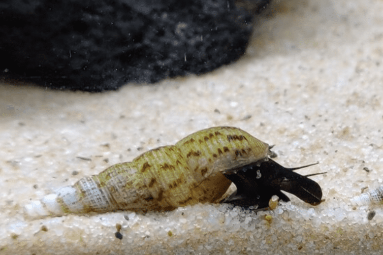 חיסול חלזונות בבריכת נוי