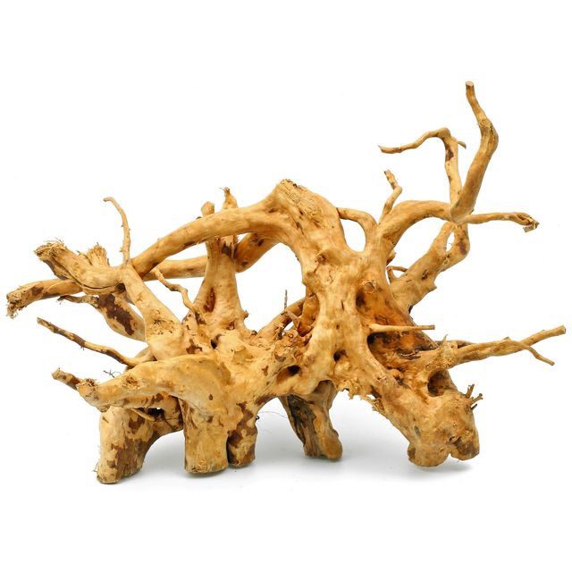 שורשים לאקווריום