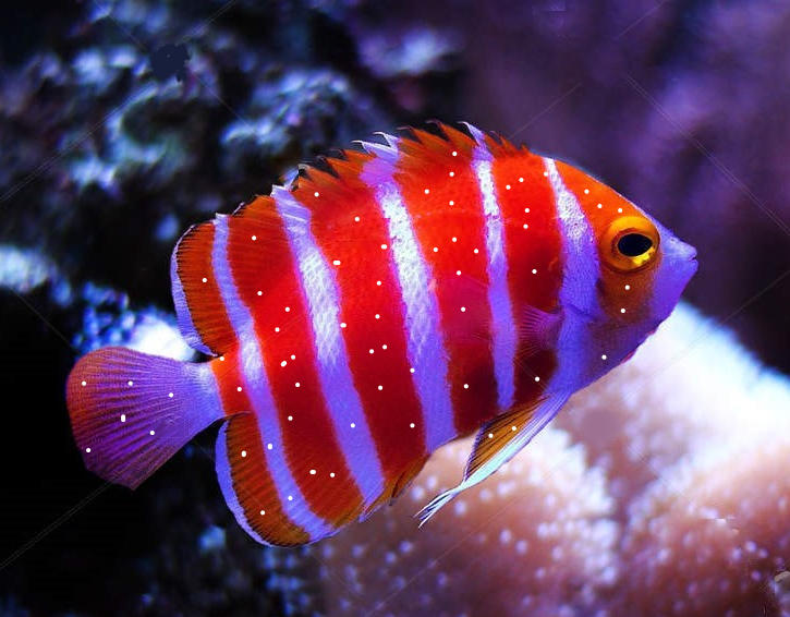 טיפול בנקודות לבנות על הדגים