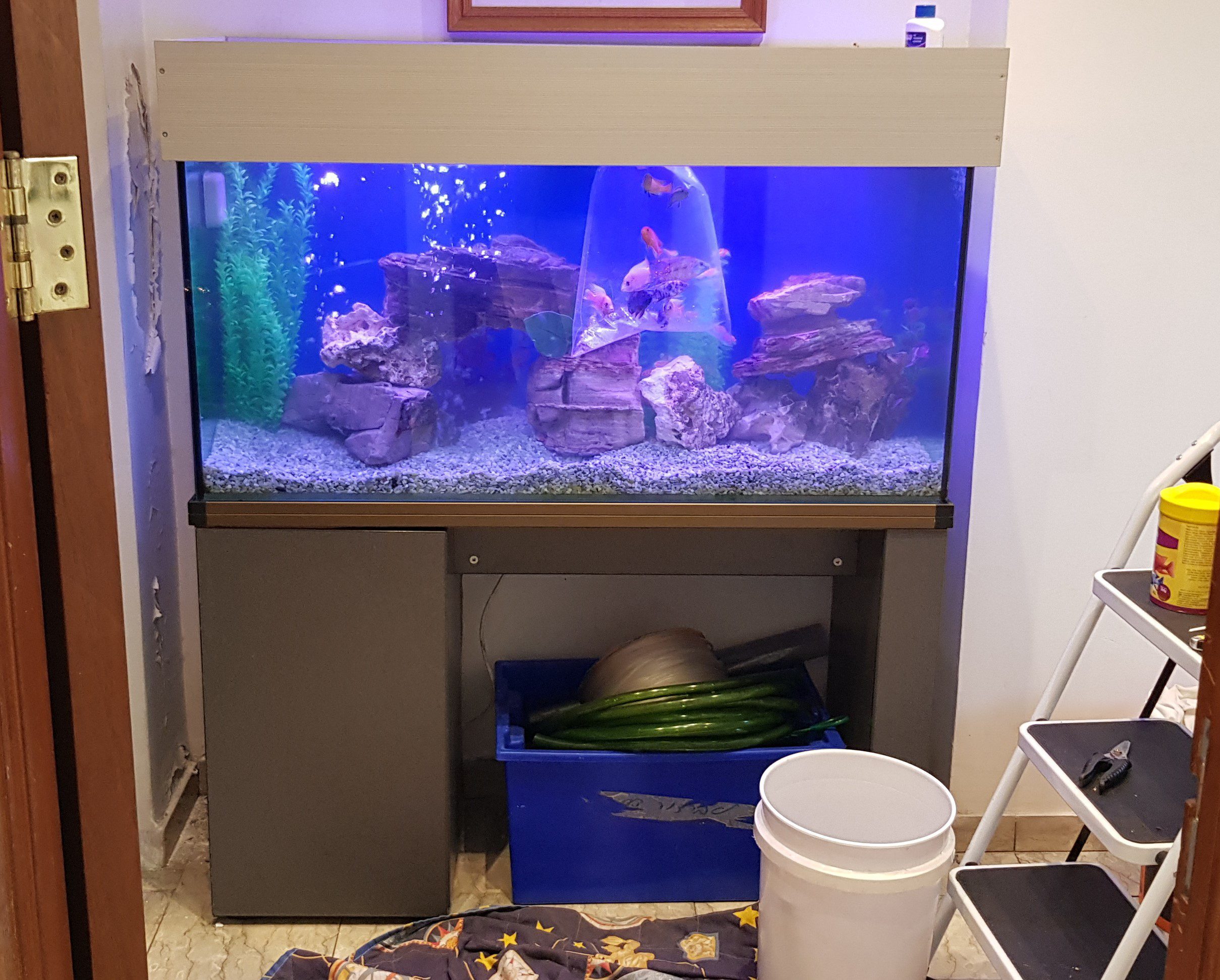 טיפול מקצועי באקווריום