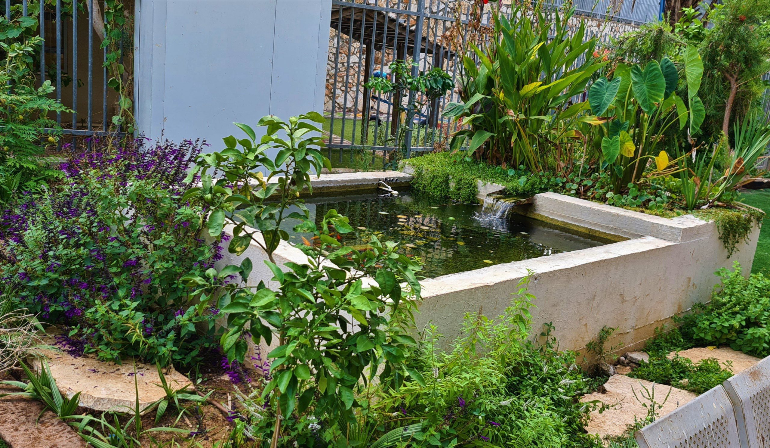 בריכת נוי יצוקת בטון