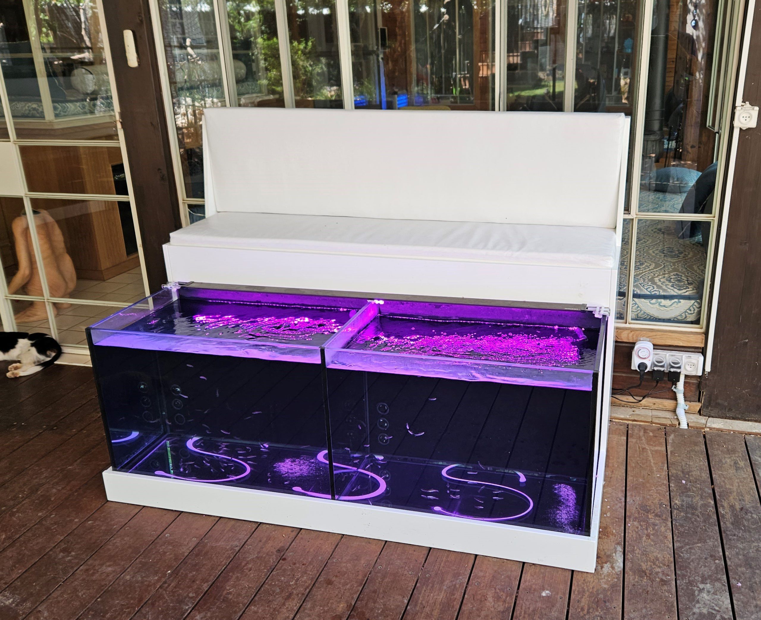 אקווריום פדיקור